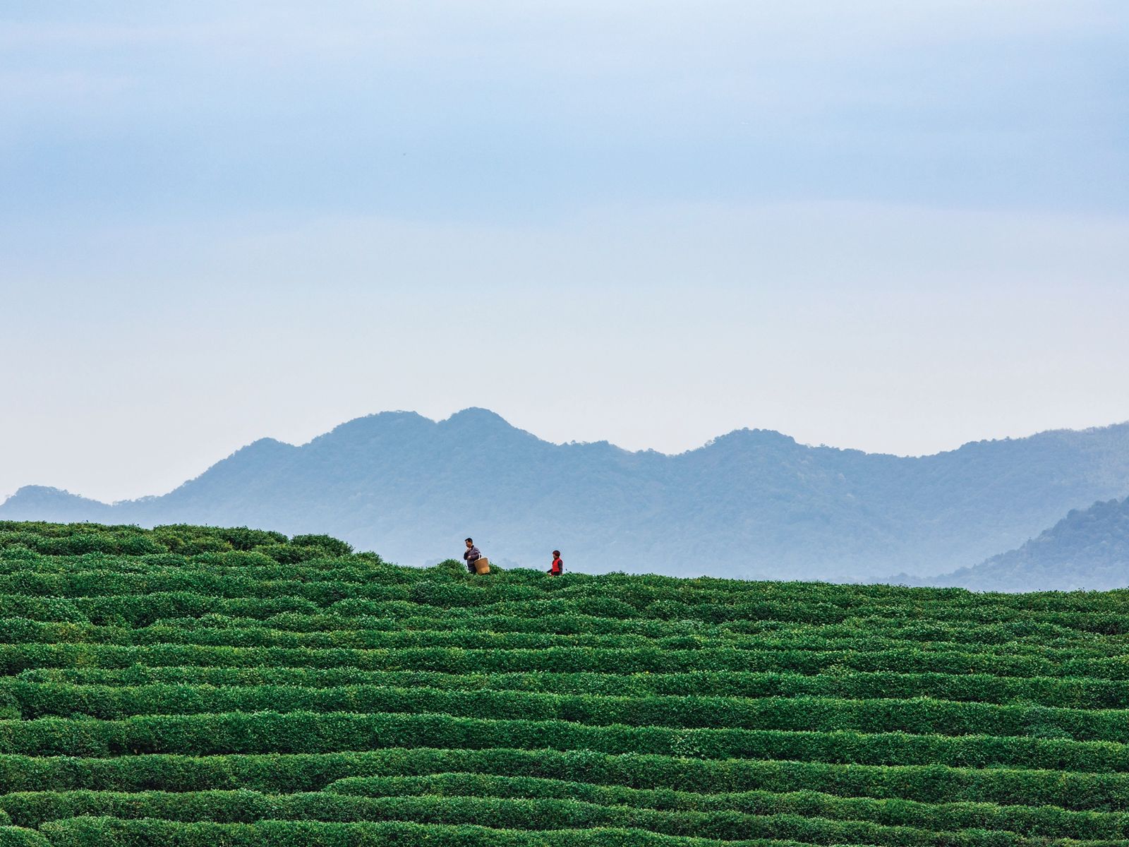 longjing tea master-VCG211193285638.jpg