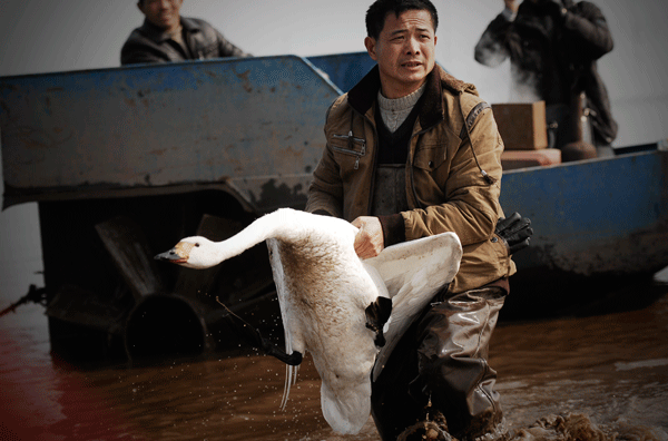 On January 13, 2013, a volunteer, obviously grieved, rescues a poisoned swan in Dongting Lake, Hunan Province. It was thesecond and last swan he rescued that day; 20 other swans died.