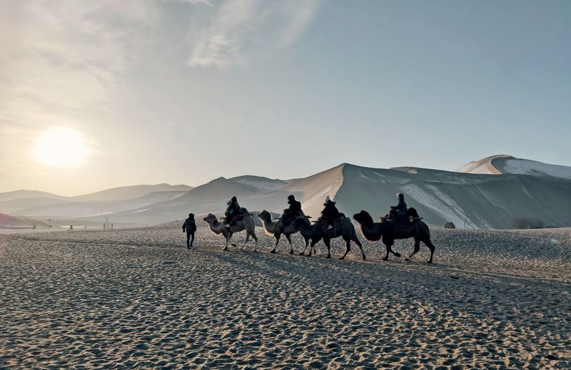 Camels traveling in the Gansu gobi desert