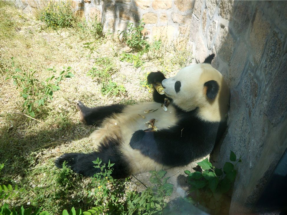 panda-beijing-zoo.jpg