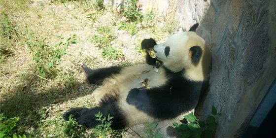 panda-beijing-zoo.jpg