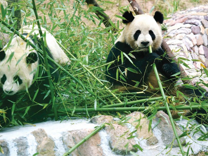 panda-master.jpg