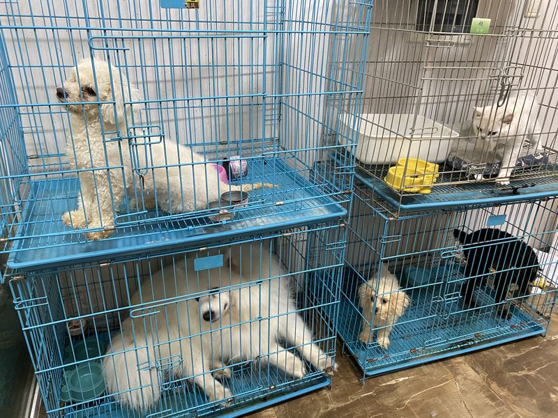 Pets for sale in cages in China