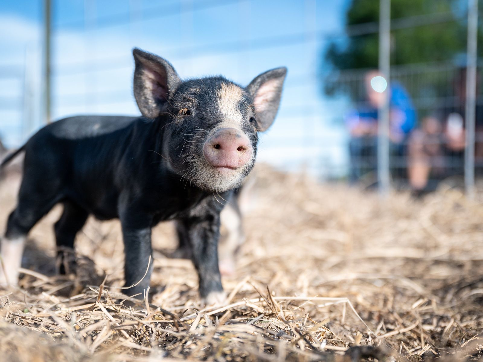 pexels-brett-sayles-5129492