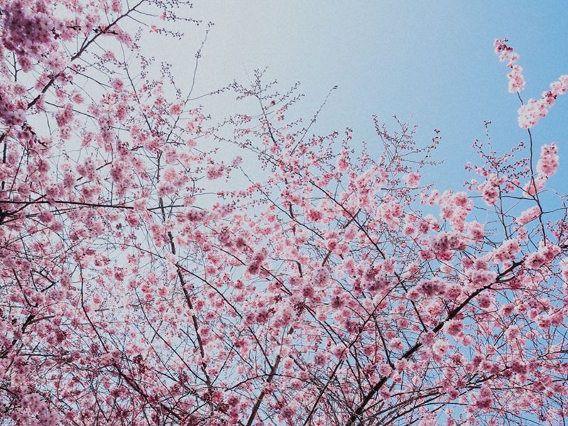 pexels-photo-981369-1.jpeg