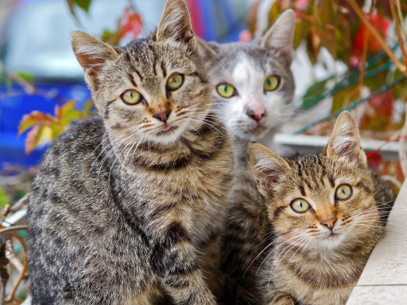 photo-of-three-cats-749212.jpg