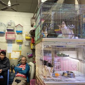 poor environment pet store- Fujian
