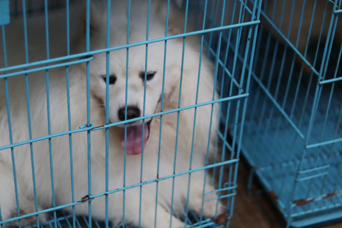 Dog in a pet store cage