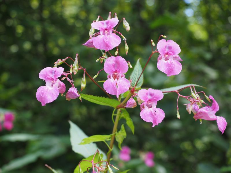 Garden balsam, better known as the “nail-polish flower”