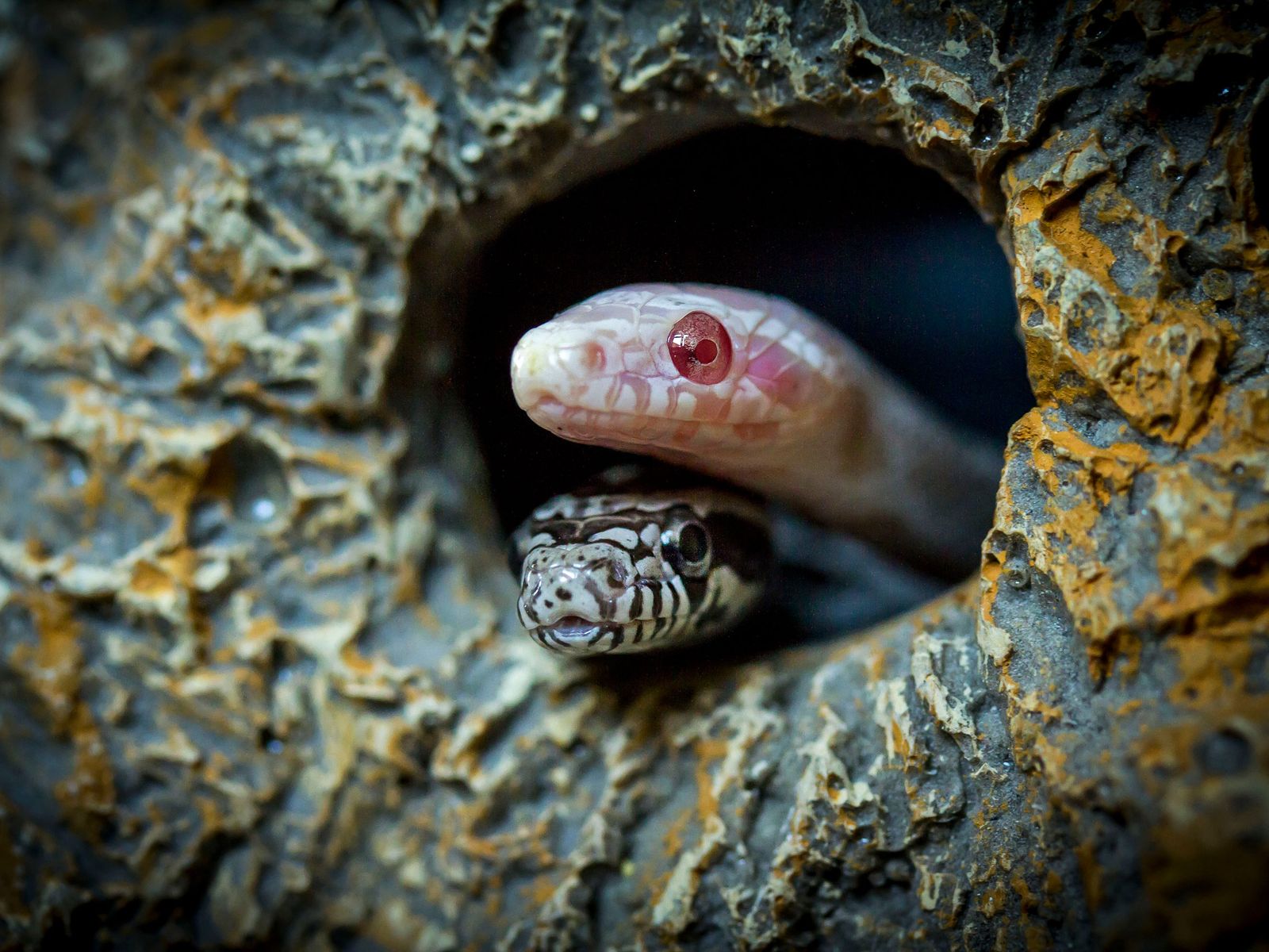 snake-6658527