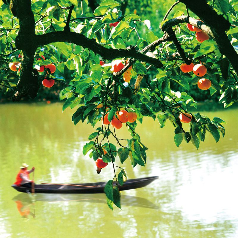 Reflection of Red Persimmon in Water is an iconic site at the Xixi National Wetland Park