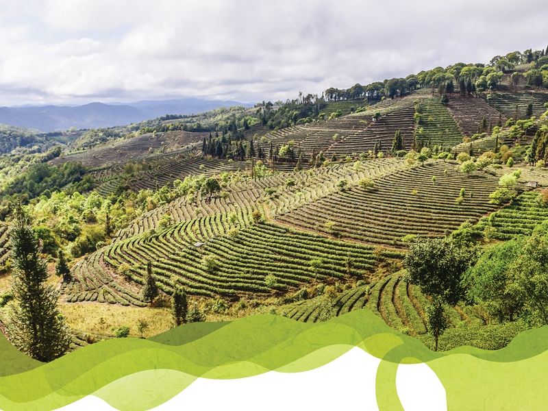 tea-1-copy_1200.jpg