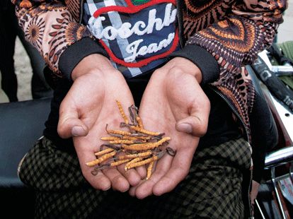 tibetan-gold-master.gif