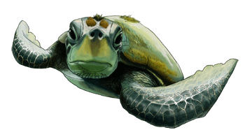 turtle2