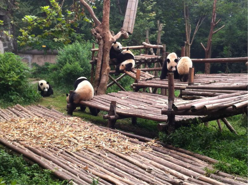 Visit pandas in their natural (man-made) habitats at the Chengdu Research Base of Giant Panda Breeding