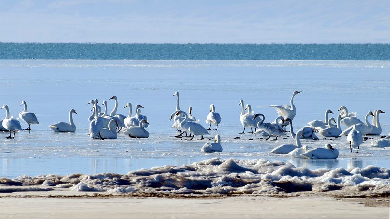 birds in qinghai lake