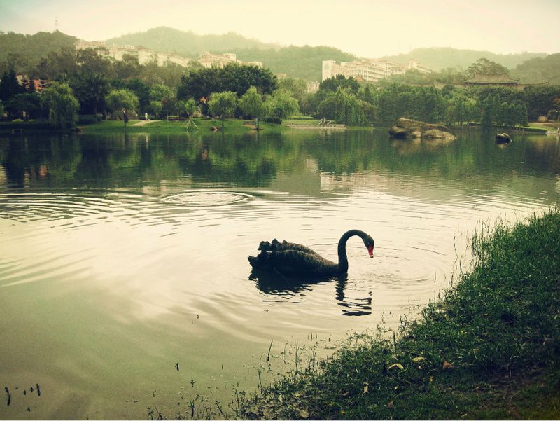 black swan in xiamen