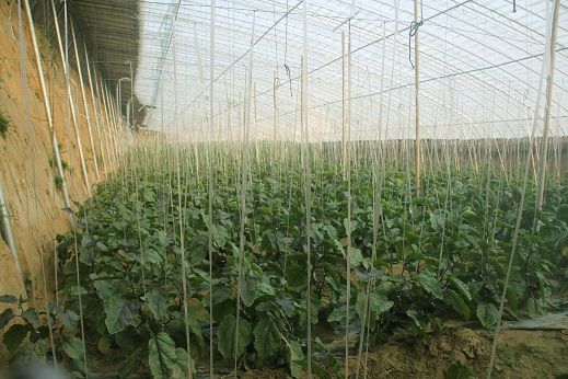 One of the first "warm winter sheds" of Guobai, made out of transparent plastics