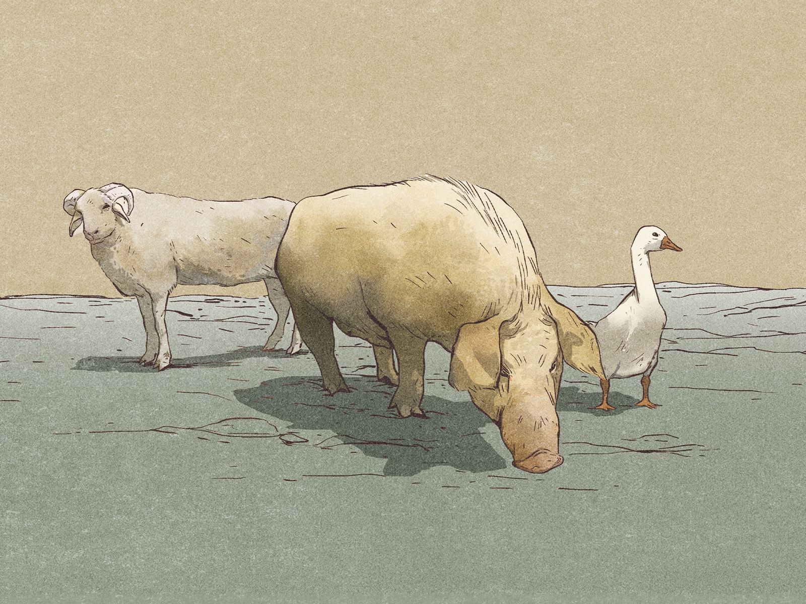 what comes after the pigs-cover