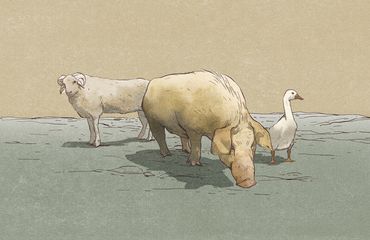 what comes after the pigs-cover