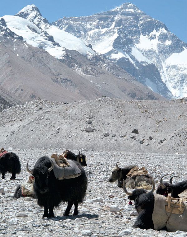 yaks