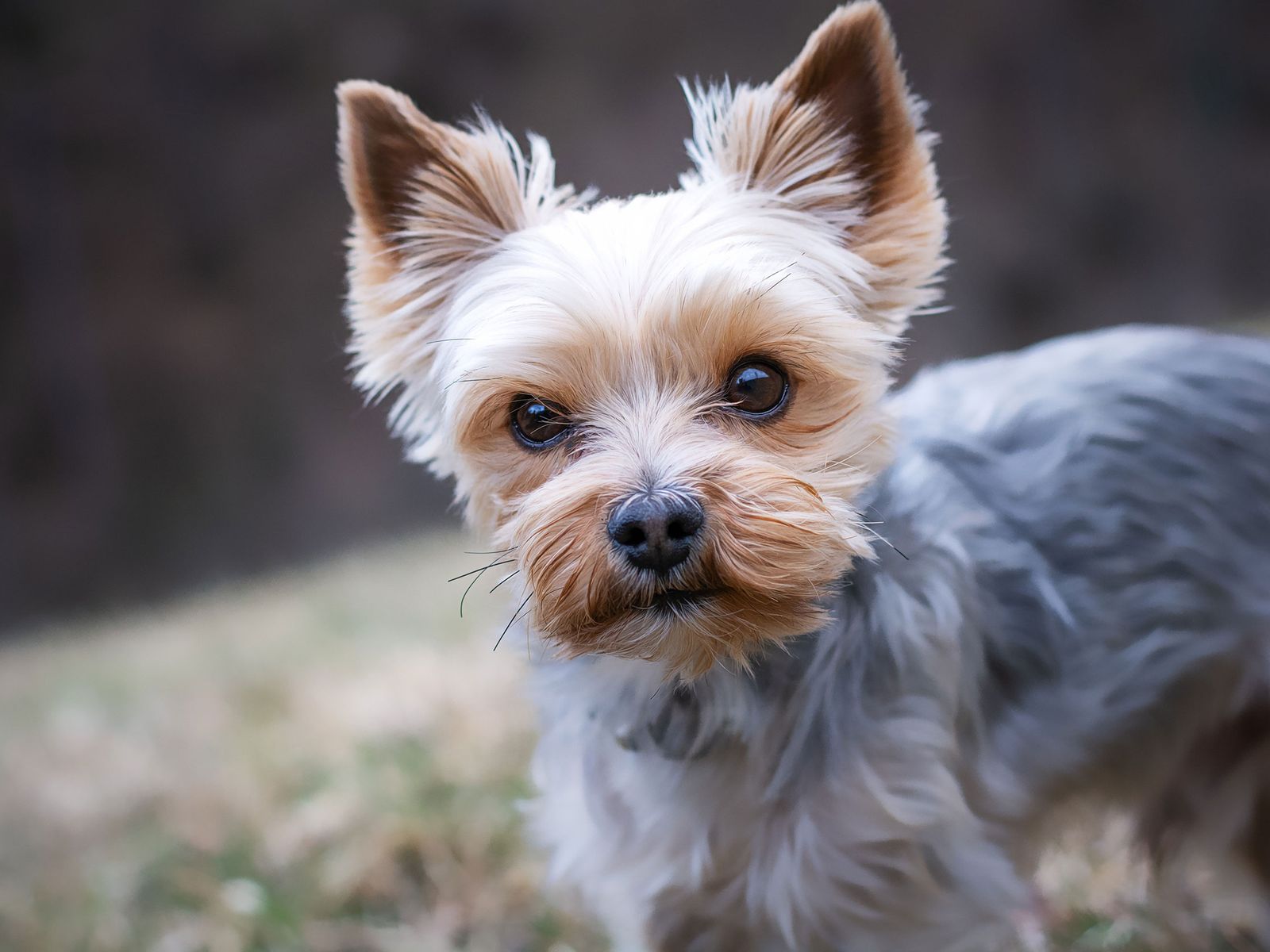yorkshire-terrier-4783327