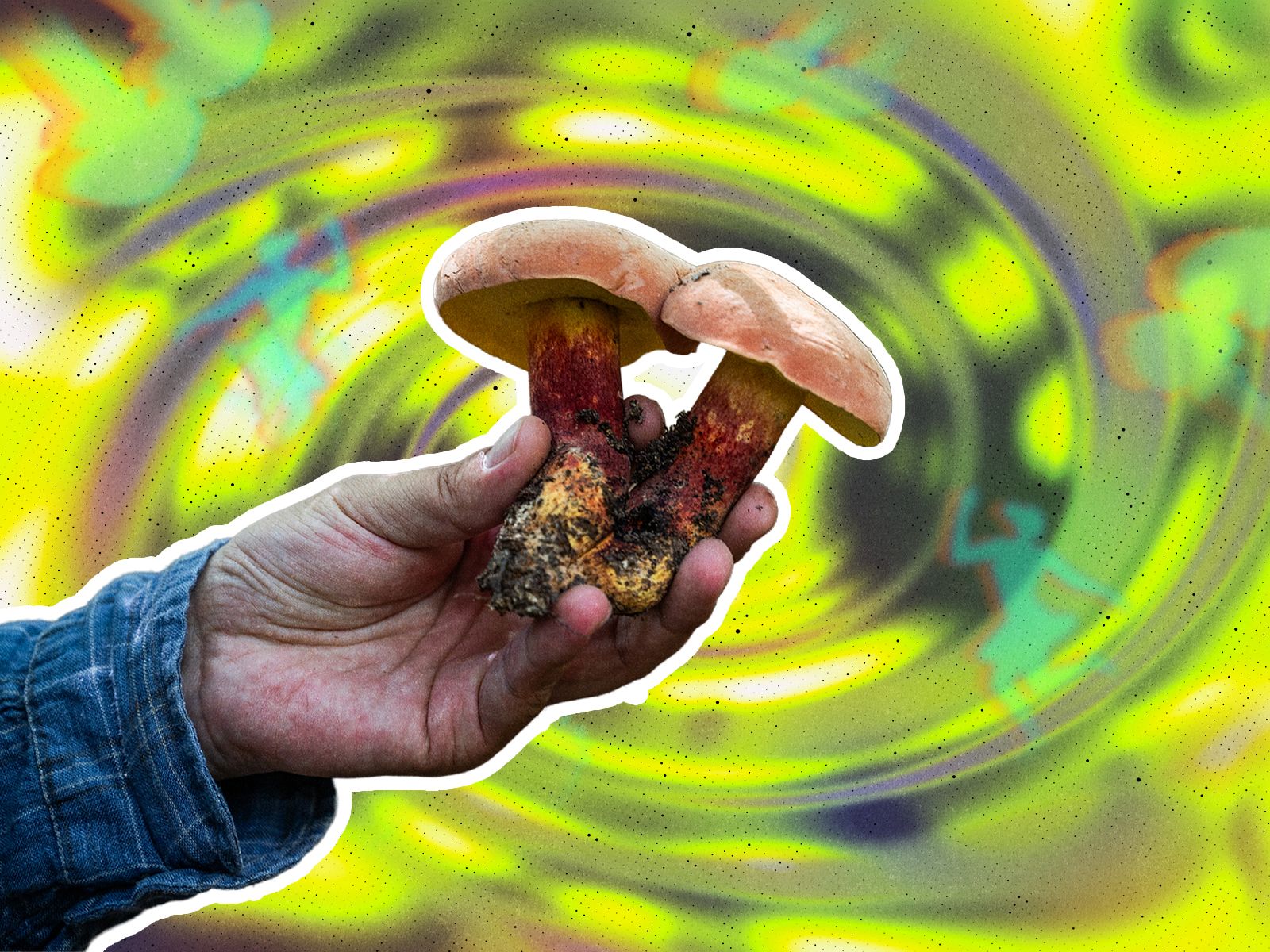 yunnan mushroom cover