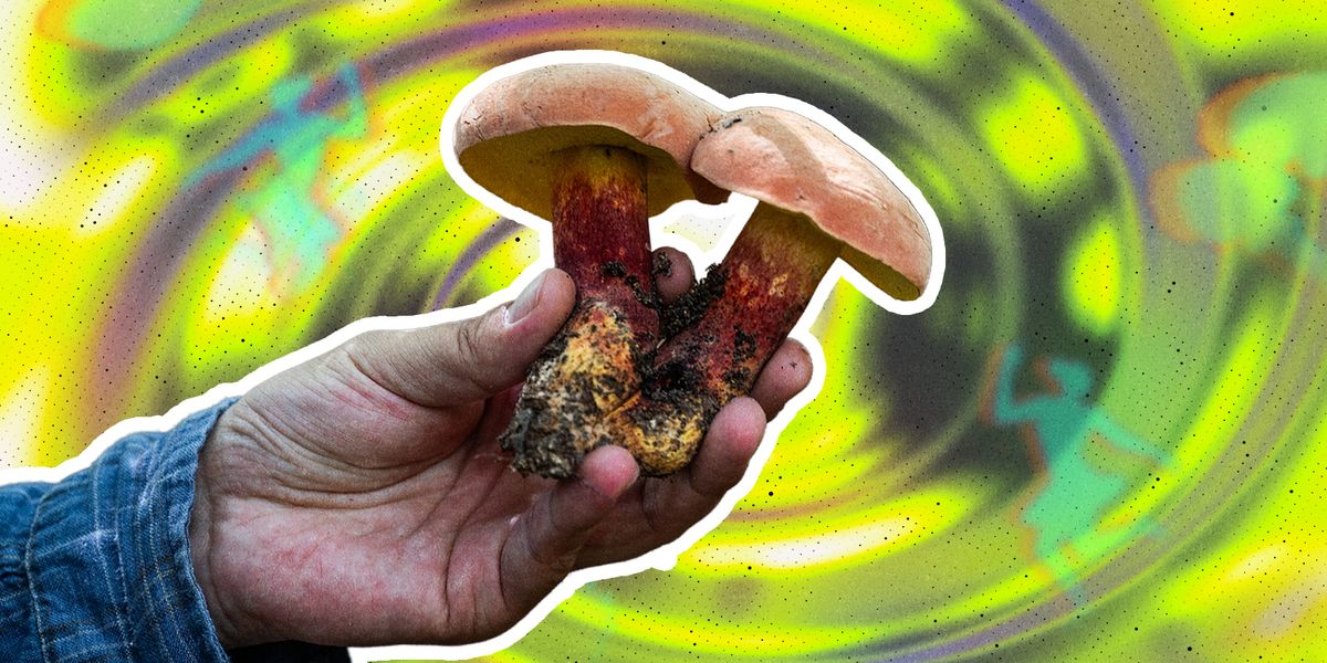 yunnan mushroom cover