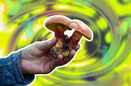 yunnan mushroom cover
