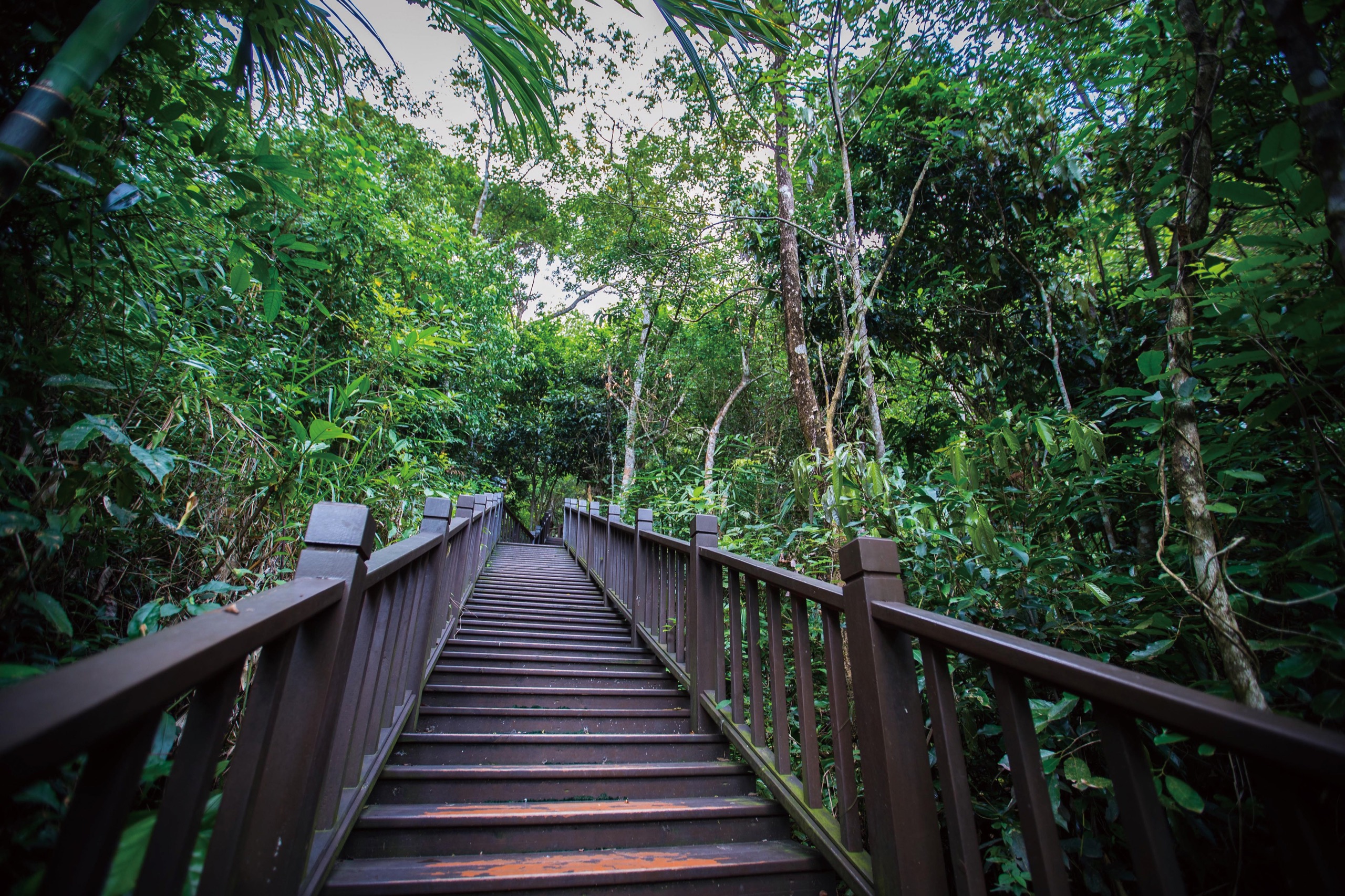 Under Hainan’s Canopy over