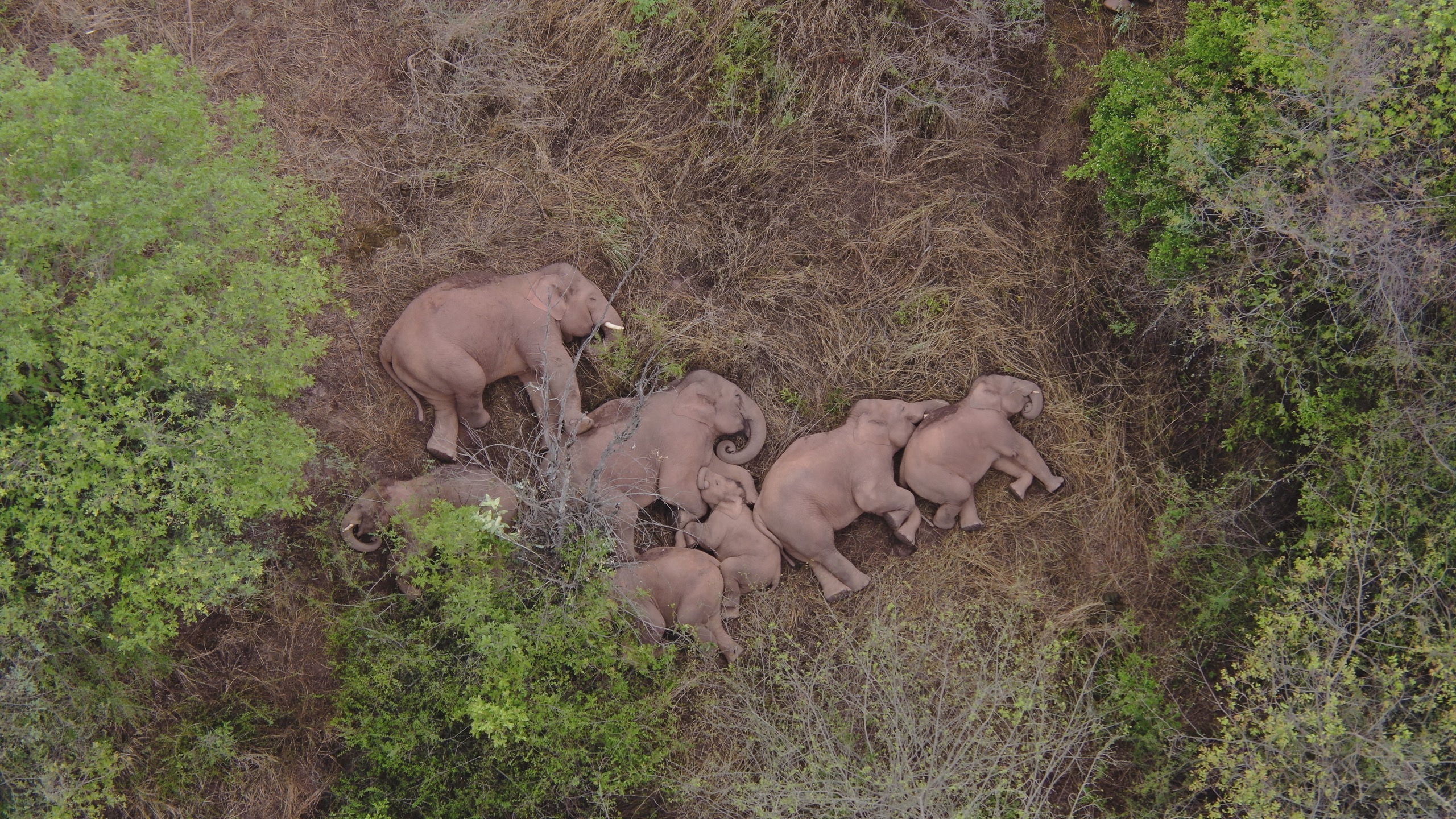 March of the Elephants: Stories from Behind a Lens over